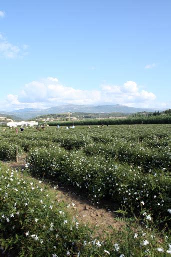 chanel rose garden jasmine grasse|An exclusive look at the Chanel flower fields in Grasse .